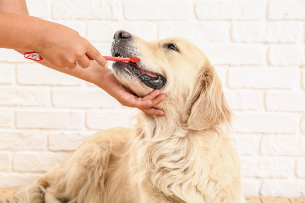 Denti Sani, Vita Felice: La Guida alla Cura Dentale per Cani Amici e Natura iTALIA Denti Sani, Vita Felice: La Guida alla Cura Dentale per Cani Amici e Natura iTALIA